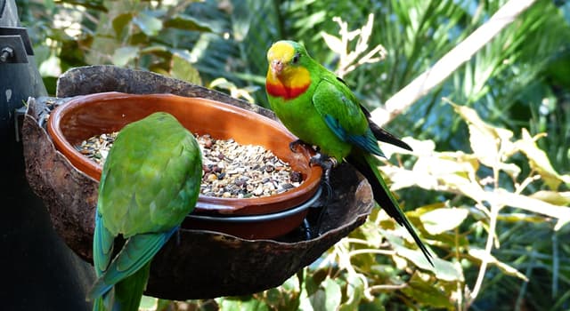 Natuur Trivia Vraag: Wat is de kleinste Australische papegaai?