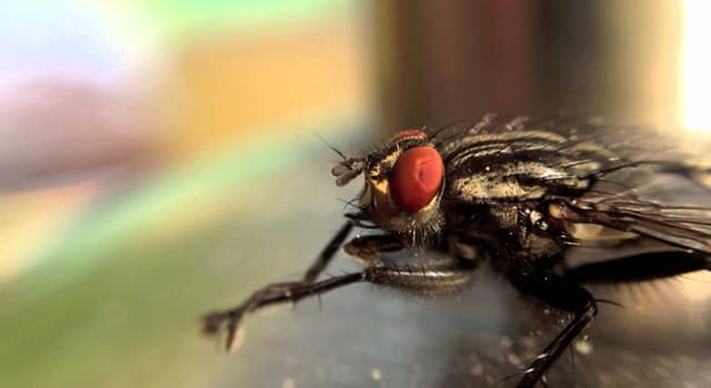 Natuur Trivia Vraag: Wat is de meest voorkomende vliegsoort die in huizen wordt gevonden?