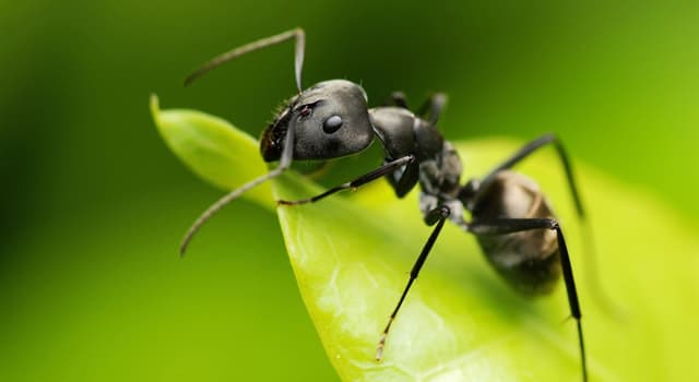 Natuur Trivia Vraag: Wat is de naam van een volwassen, voortplantende mier in een mierenkolonie?