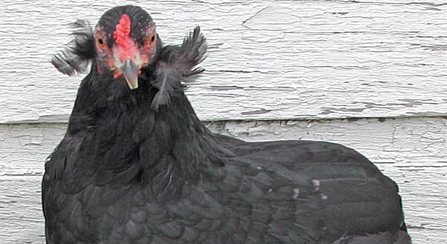 Natuur Trivia Vraag: Wat is de normale kleur van de eieren van de Araucana kip?