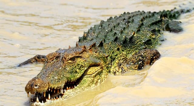 Natuur Trivia Vraag: Wat is een alligatorpeer?