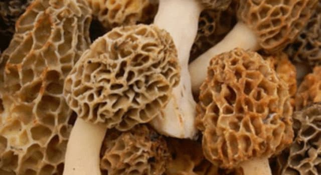Nature Question: Lequel de ces champignons n'est pas une morille comestible ?