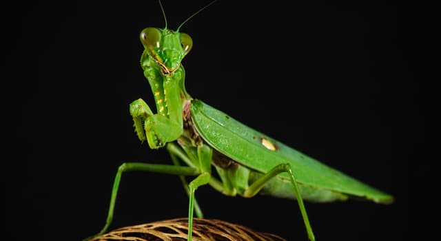 Natuur Trivia Vraag: Welk insect staat er afgebeeld?