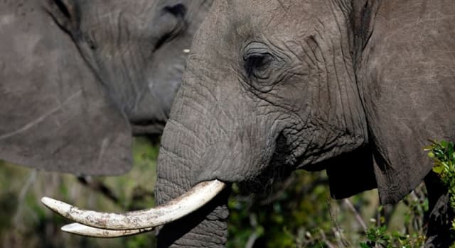 Natuur Trivia Vraag: Welke is het op één na zwaarste landdier na olifanten (zowel de Afrikaanse als de Indische)?