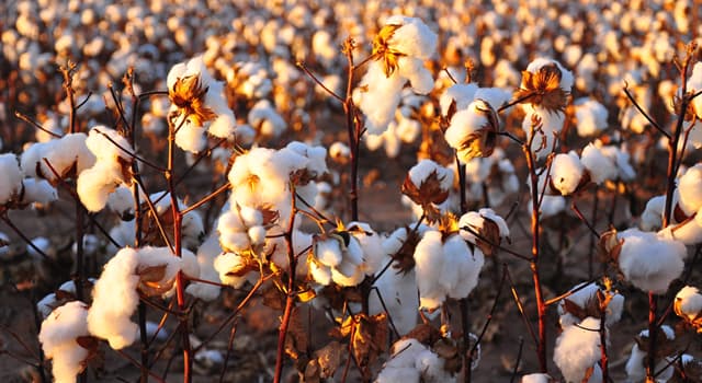 Natuur Trivia Vraag: Welke plant staat er op de foto?