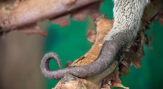 Natuur Trivia Vraag: Welke van deze heeft geen grijpstaart?