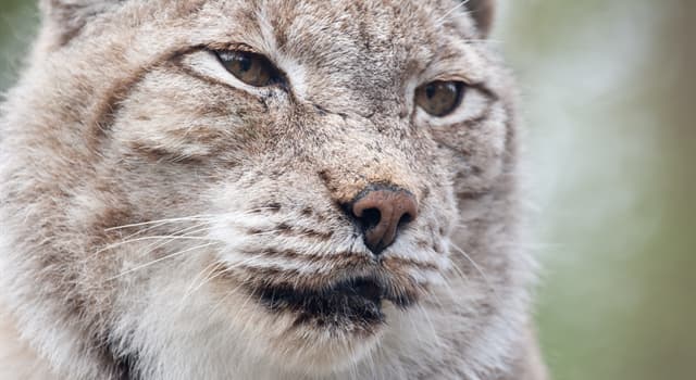 Natuur Trivia Vraag: Welke van deze is het belangrijkste kenmerk van een lynx?