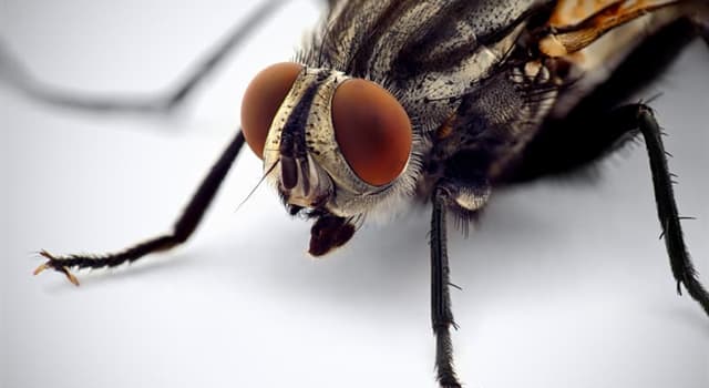 Natuur Trivia Vraag: Welke van deze vliegen is een van de gevaarlijkste insecten ter wereld?