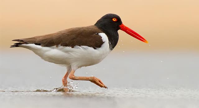 Natuur Trivia Vraag: Welke van deze vogels staat op de foto?