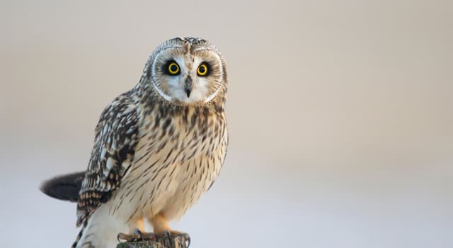 Nature Trivia Question: What do owls feed on?