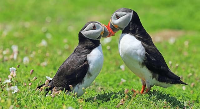 Nature Trivia Question: What do you call a baby puffin?