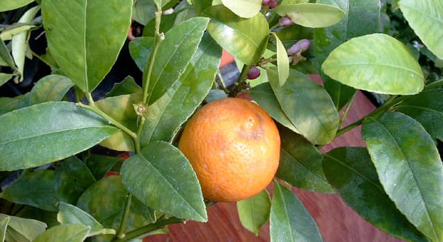 Nature Trivia Question: What is a hybrid between the mandarin orange and the citron called?
