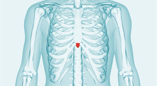 Science Trivia Question: What is a small cartilaginous process of the lower part of the breastbone called?