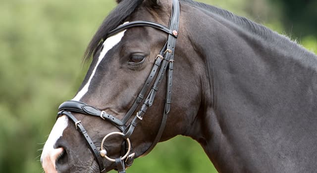 Sport Trivia Question: What term below is not identified as an individual piece of an English snaffle bridle?