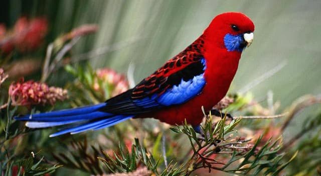 Nature Trivia Question: What is the name of this bird?
