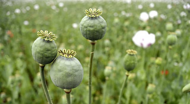 Nature Trivia Question: What plant is used to make opium?
