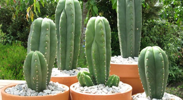 Nature Trivia Question: What type of cactus is pictured?
