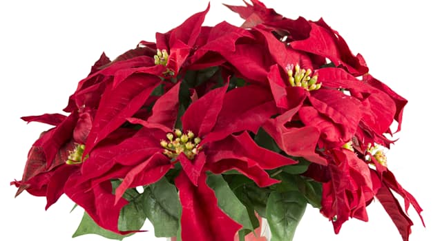Nature Trivia Question: What name is this holiday flower called?