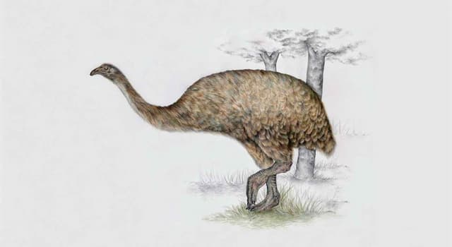 Nature Trivia Question: Where did the extinct moa birds live?