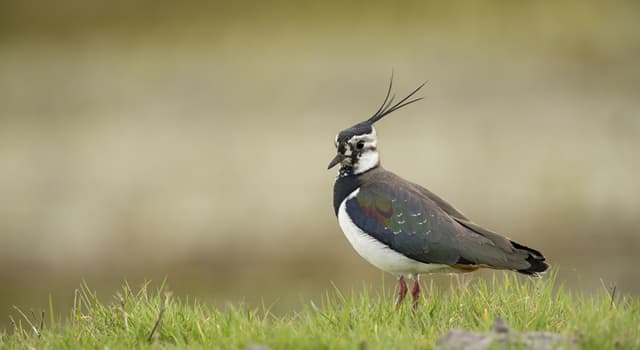 Nature Trivia Question: Where do northern lapwings breed?
