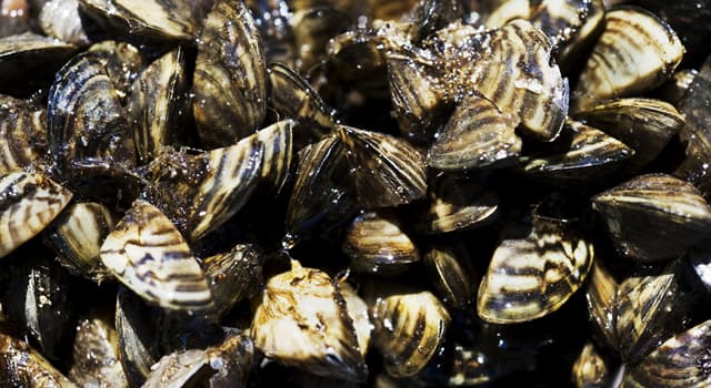 Nature Trivia Question: Where were Zebra mussels first found in North America?