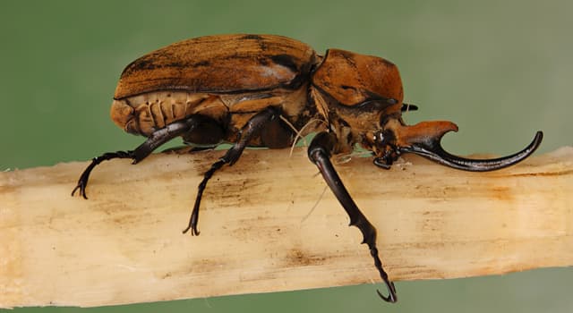 Nature Trivia Question: Which beetle is pictured below?
