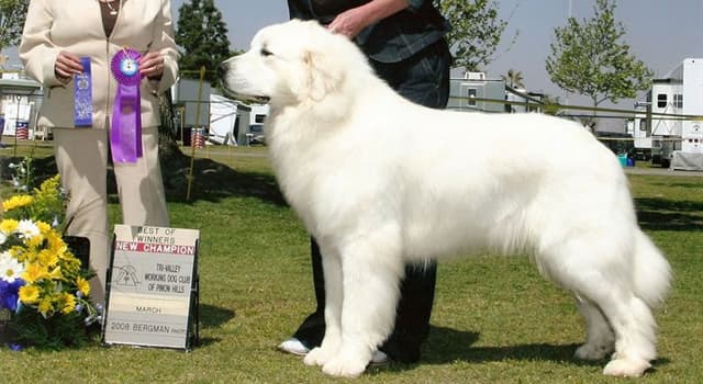 Nature Trivia Question: Which breed of dog is this?