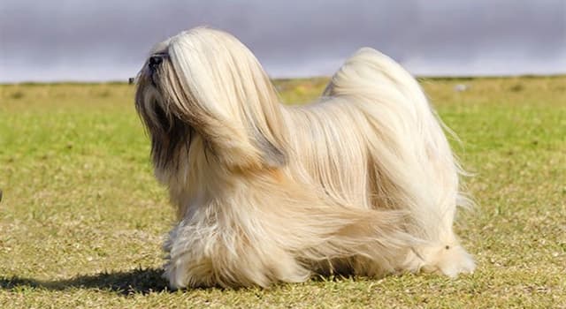 Nature Trivia Question: Which breed of dog is this?
