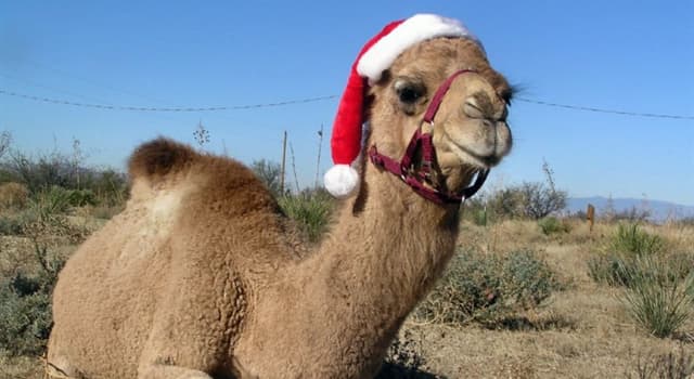 Culture Trivia Question: Which country celebrates the Christmas tradition of the Smallest Camel during the Epiphany holiday?