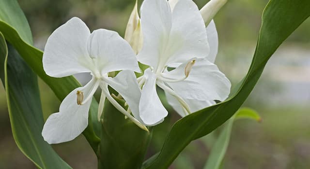 Geography Trivia Question: Which is the National Flower of Cuba?