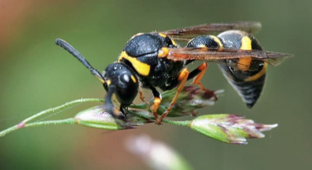 Nature Trivia Question: Which is the other name for Pollen wasps?