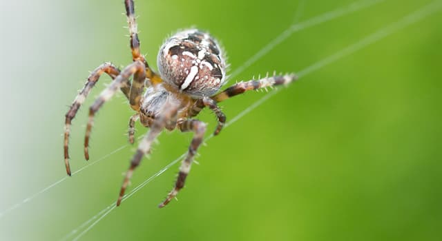 科學 小問題：在大多數無脊椎動物中，下列哪種液體相當於血液？