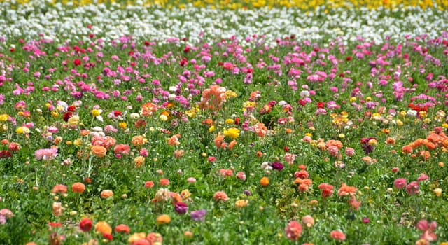 自然 小問題：下列哪一種是細長的、無花瓣的圓柱形花團？