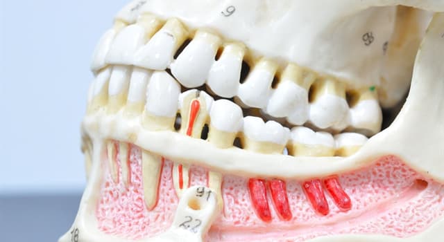 Science Trivia Question: Which of these is another name for a wisdom tooth?