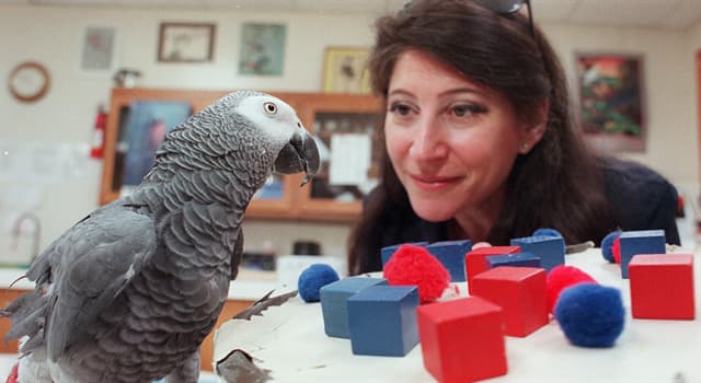 Nature Trivia Question: Which parrot is best known as the subject of an experiment by animal psychologist Irene Pepperberg?
