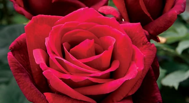 Culture Trivia Question: Which type of fragrant rose won an All-American Rose selections award in 1965?