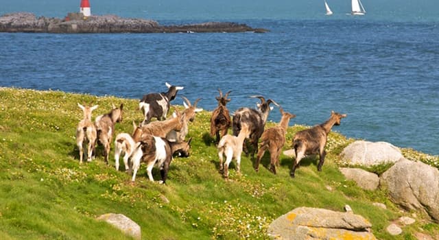 Geografia Pytanie-Ciekawostka: Wyspa Goat Island i Horseshoe Falls są częścią jakiej dobrze znanej atrakcji?