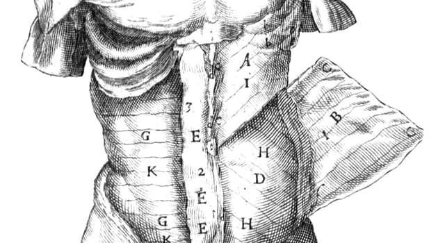Сiencia Pregunta Trivia: ¿Qué órgano se ve afectado en una EPOC?