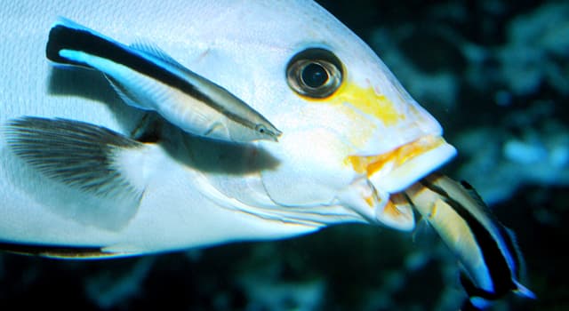 природа Запитання-цікавинка: Що риби-чистильники поїдають у більших риб інших видів?
