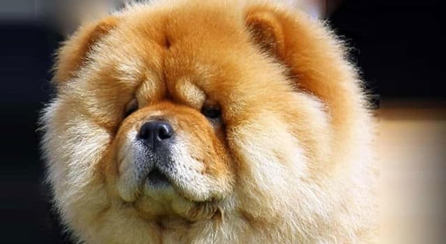 자연 상식 퀴즈: 사자를 닮은 개 차우차우(Chow Chow)의 혀는 무슨 색일까요?