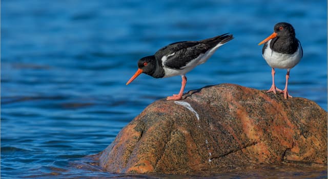 natura Pytanie-Ciekawostka: Co je ostrygojad zwyczajny?