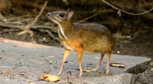 natura Pytanie-Ciekawostka: Co to za zwierzę na zdjęciu?