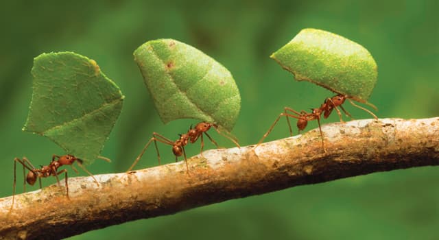 natura Pytanie-Ciekawostka: Co z poniższego jest receptorem węchu u mrówek?