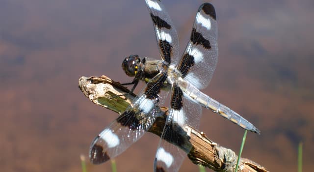 natura Pytanie-Ciekawostka: Dlaczego większość ważek mieszka blisko wody?