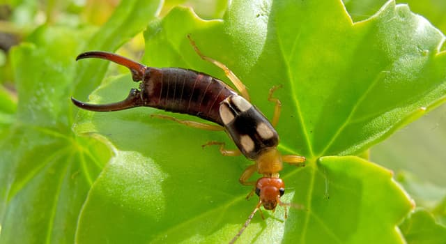 natura Pytanie-Ciekawostka: Do czego używa swoich szczypiec skorek pospolity?