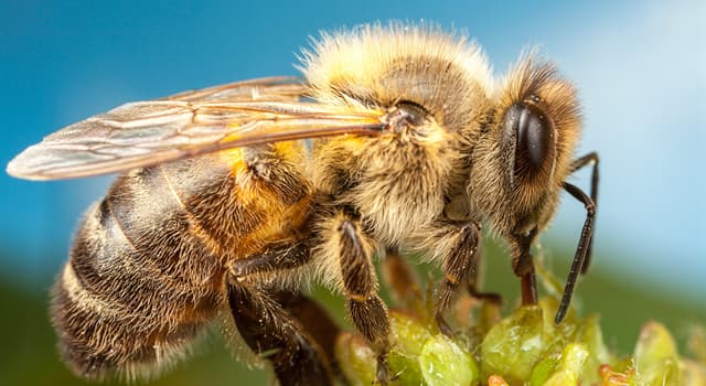 Natuur Trivia Vraag: Hoe heet de vorm van voeding waarbij een dier prooi neemt dat werd gevangen door een ander dier?