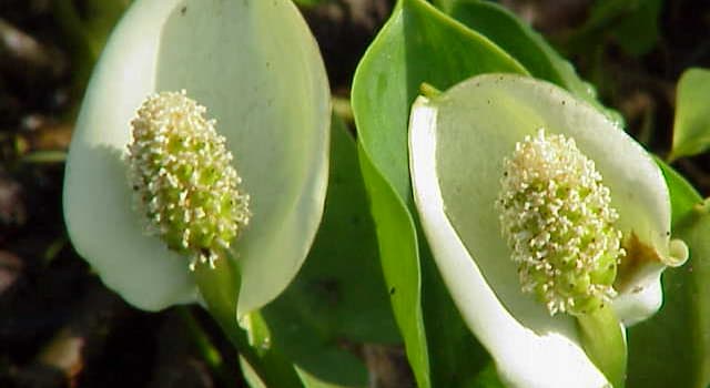 Natuur Trivia Vraag: Hoe heet deze bloem?