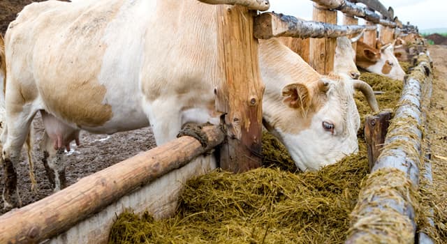 natura Pytanie-Ciekawostka: Jak nazywa się pasza objętościowa z zielonek, zakonserwowana naturalnie w wyniku fermentacji?