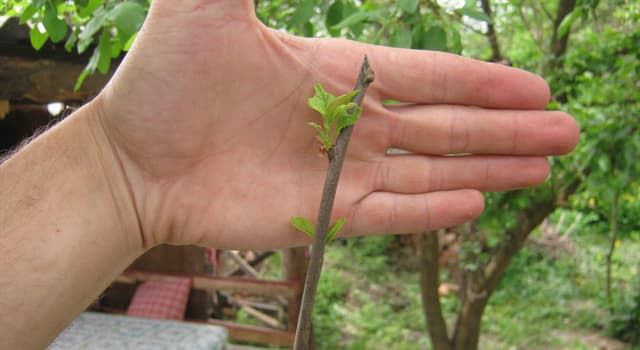 natura Pytanie-Ciekawostka: Jak nazywa się zabieg polegający na połączeniu zrazu odmiany szlachetnej z podkładką?