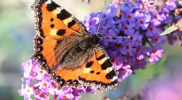 natura Pytanie-Ciekawostka: Które z tych stwierdzeń o motylach nie jest prawdą?